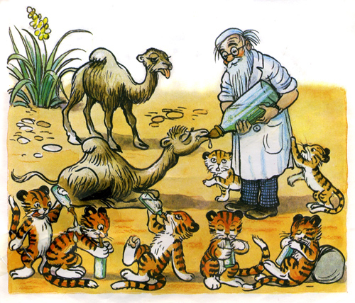Доктор Айболит лечит тигрят и верблюжат