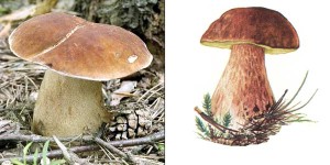 картинка боровика, белого гриба фото