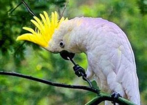 Фото какаду, белого попугая