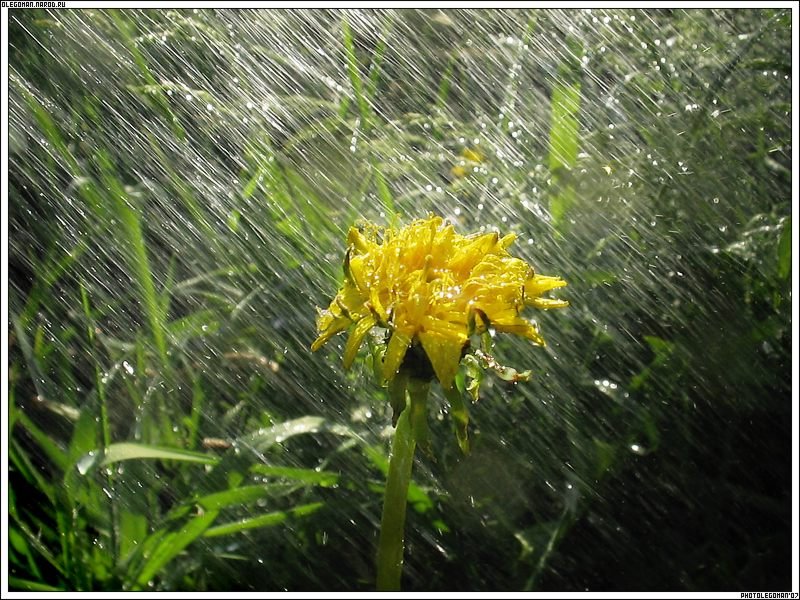 Ливень, Барто, стихотворение про дождь