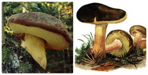 Моховик в лесу, грибник, грибы