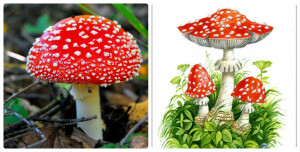 Ядовитые грибы, лес, мухомор