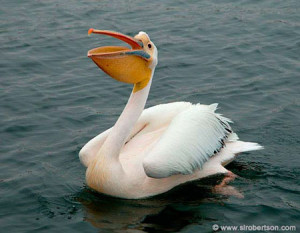 Птица пеликан на воде