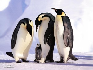 Пингвины с детёнышами на льдинах