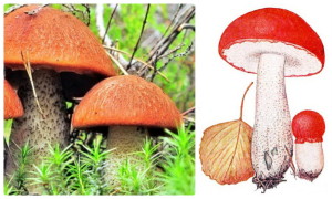гриб с красной шляпкой, лес, подосиновик, фото, рисунок