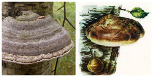 гриб-поразит, растет на деревьях, трутовик