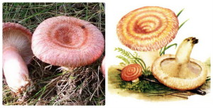Лесной гриб волнушка картинка