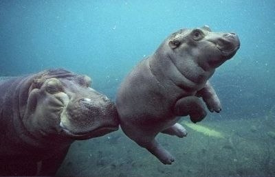 Бегемотиха с малышом под водой