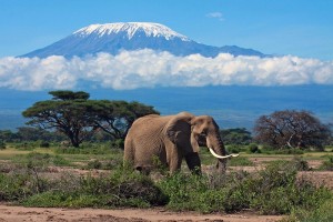 слон на фоне горы килиманджаро