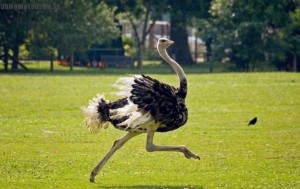 Бегущий страус фото