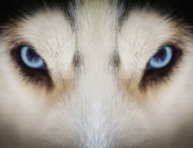 глаза волка