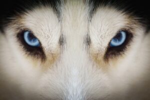 глаза волка